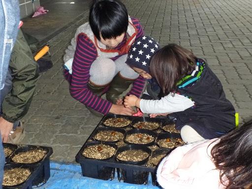 育苗ポットの土に子供たちがどんぐりを撒いている写真